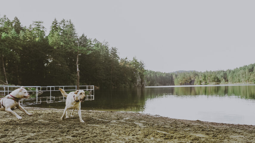 Two dogs playing on a sandy lakeshore surrounded by dense forest in Colwood, near Victoria, BC, with calm water and a serene natural backdrop