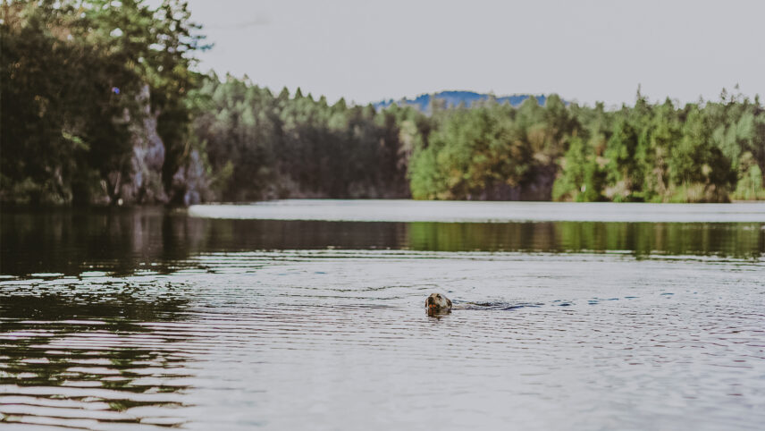 Dog swimming in a calm lake surrounded by dense forest in Colwood, near Victoria, BC, with serene water reflecting the greenery and distant hills