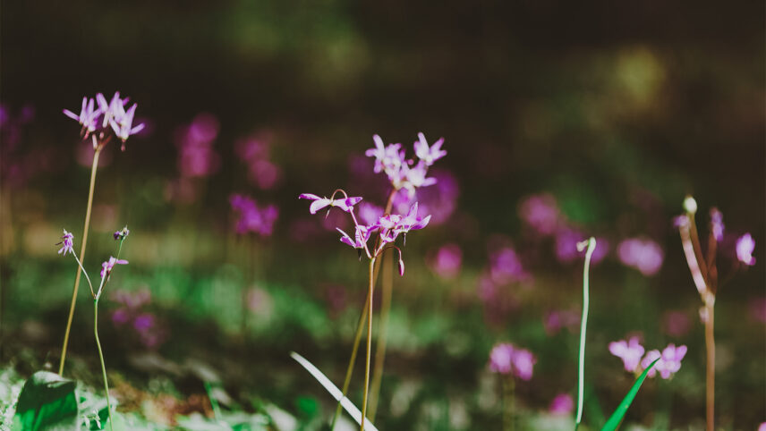 Delicate pink wildflowers blooming in a lush green meadow in Colwood, near Victoria, BC, with a softly blurred natural background