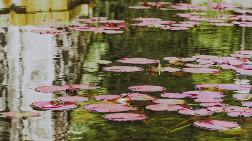 Pink water lilies floating on a serene pond surrounded by lush greenery in Colwood, near Victoria, BC, with reflections of nearby structures on the water's surface