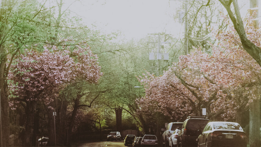Tree-lined street in the Rockland neighborhood, highlighting the serene residential atmosphere